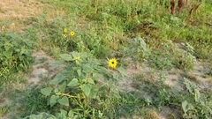 Helianthus annuus