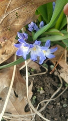 Scilla luciliae