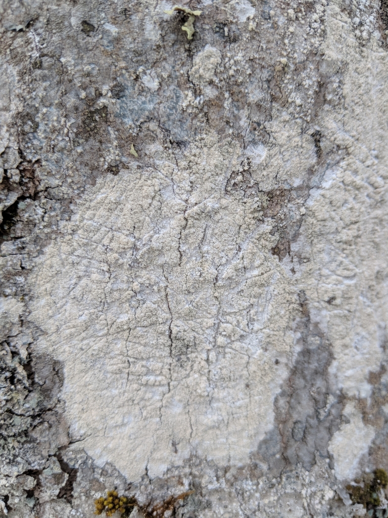 Cliostomum leprosum