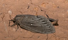 Gloveria arizonensis