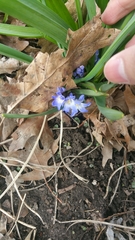Scilla luciliae