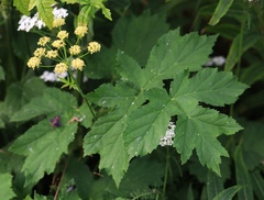 Heracleum sphondylium sibiricum