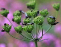 Heracleum sphondylium sibiricum