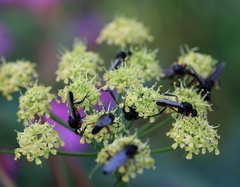 Heracleum sphondylium sibiricum