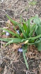 Scilla luciliae