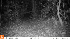 Cephalophus dorsalis