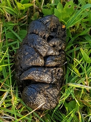 Nyctereutes procyonoides