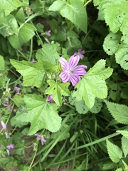 Malva sylvestris sylvestris