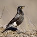 African Pied Starling - Photo (c) Ian White, some rights reserved (CC BY-NC-SA)