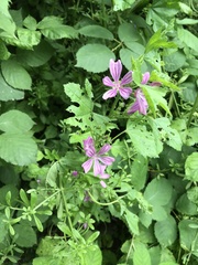 Malva sylvestris sylvestris