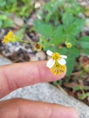 Bidens alba