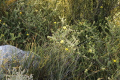 Cullumia setosa