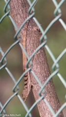 Anolis roquet salinei