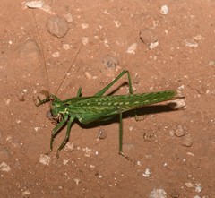 Capnobotes occidentalis