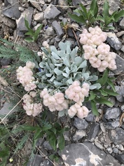 Physaria didymocarpa