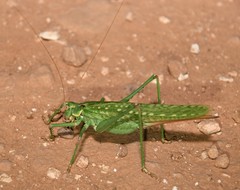 Capnobotes occidentalis