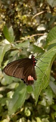 Parides sesostris