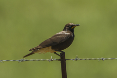 Pied Starling photo 2