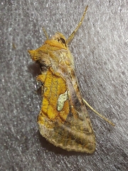 Autographa excelsa