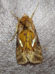 Autographa excelsa