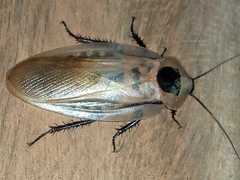 Blattodea