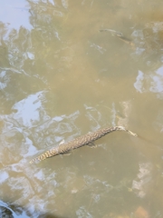 Lepisosteus oculatus