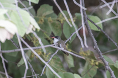 Leucolia violiceps