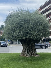 Olea europaea