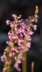 Erica placentiflora