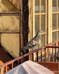 Columba livia domestica