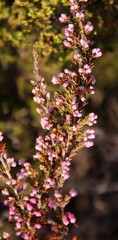 Erica placentiflora