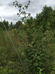 Helianthus resinosus