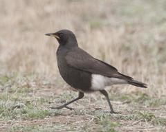 Pied Starling photo 3