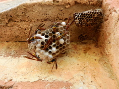 Polistinae