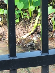 Lithobates catesbeianus