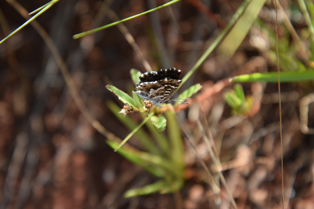 Aricoris schneideri