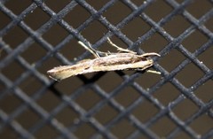 Hypatima spathota