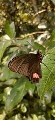 Parides sesostris