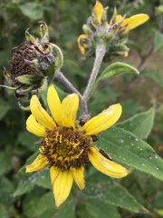 Helianthus resinosus
