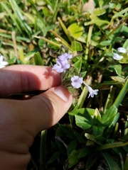 Ruellia blechum