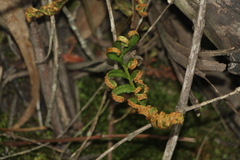 Pleopeltis orientalis