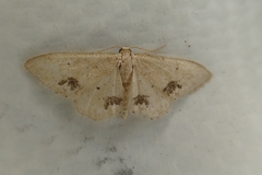 Idaea belemiata