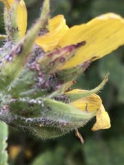 Helianthus resinosus