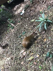 Dasyprocta ruatanica