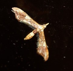 Euthrausta phoenicea