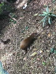 Dasyprocta ruatanica