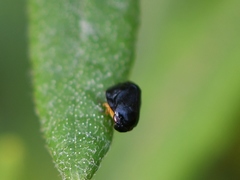 Clastoptera saintcyri