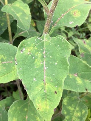 Helianthus resinosus