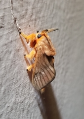 Thoscora