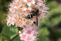 Parancistrocerus pensylvanicus